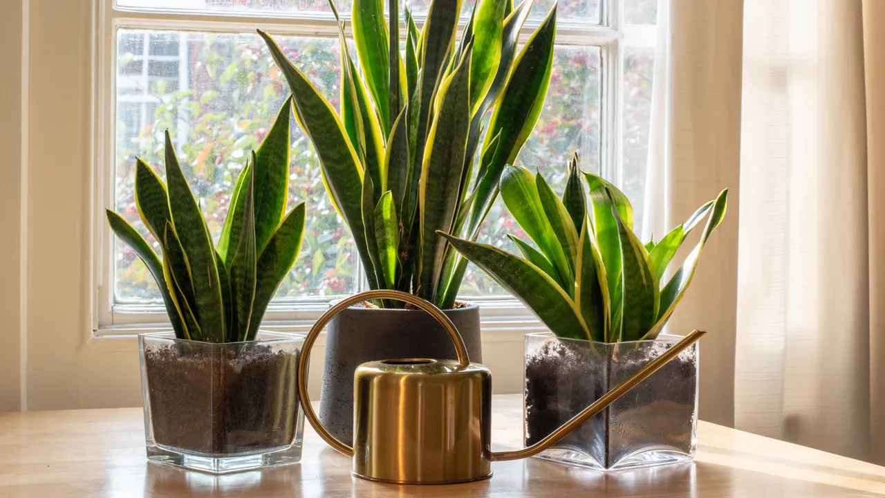 Aseta wc-paperia anopin kielelle: miksi se on suositeltavaa ja mihin sitä tarvitaan.