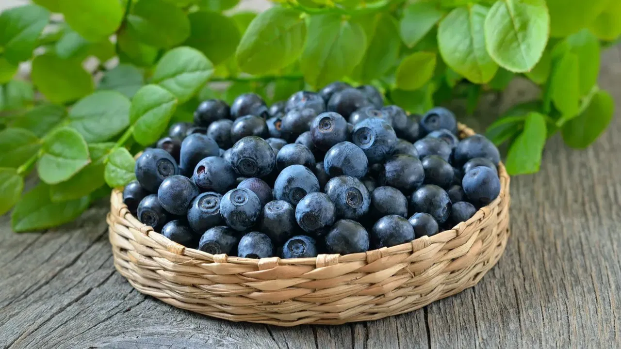 Mitkä ovat tieteellisten tutkimusten mukaan mustikan edut sydän- ja verisuonijärjestelmälle sekä aineenvaihdunnalle?