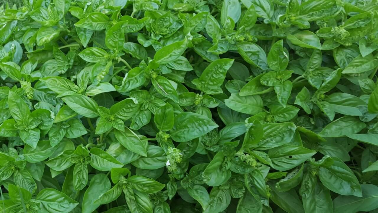 Miksi tammikuu on paras kuukausi tuoksuvien kukkien istuttamiseen puutarhaan?