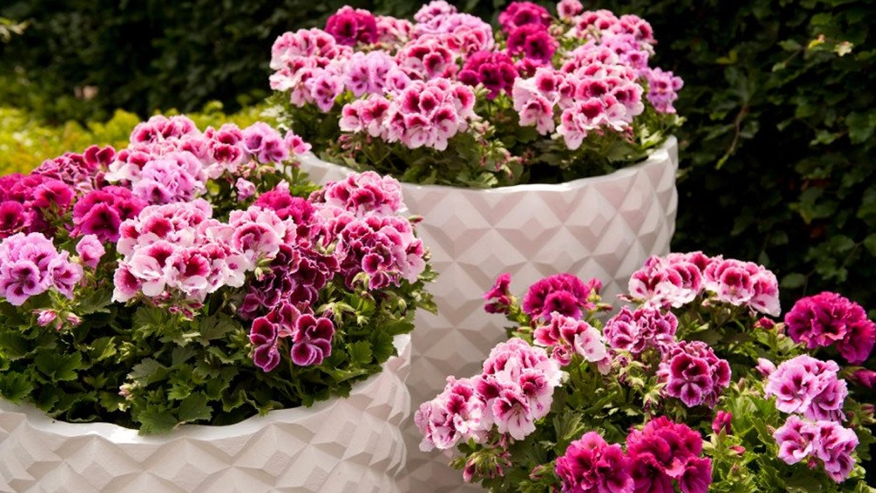 Kasvien asiantuntija: ”Suurin virhe, jonka teemme pelargonien kasvatuksessa, on maaperän liiallinen kastelu.”