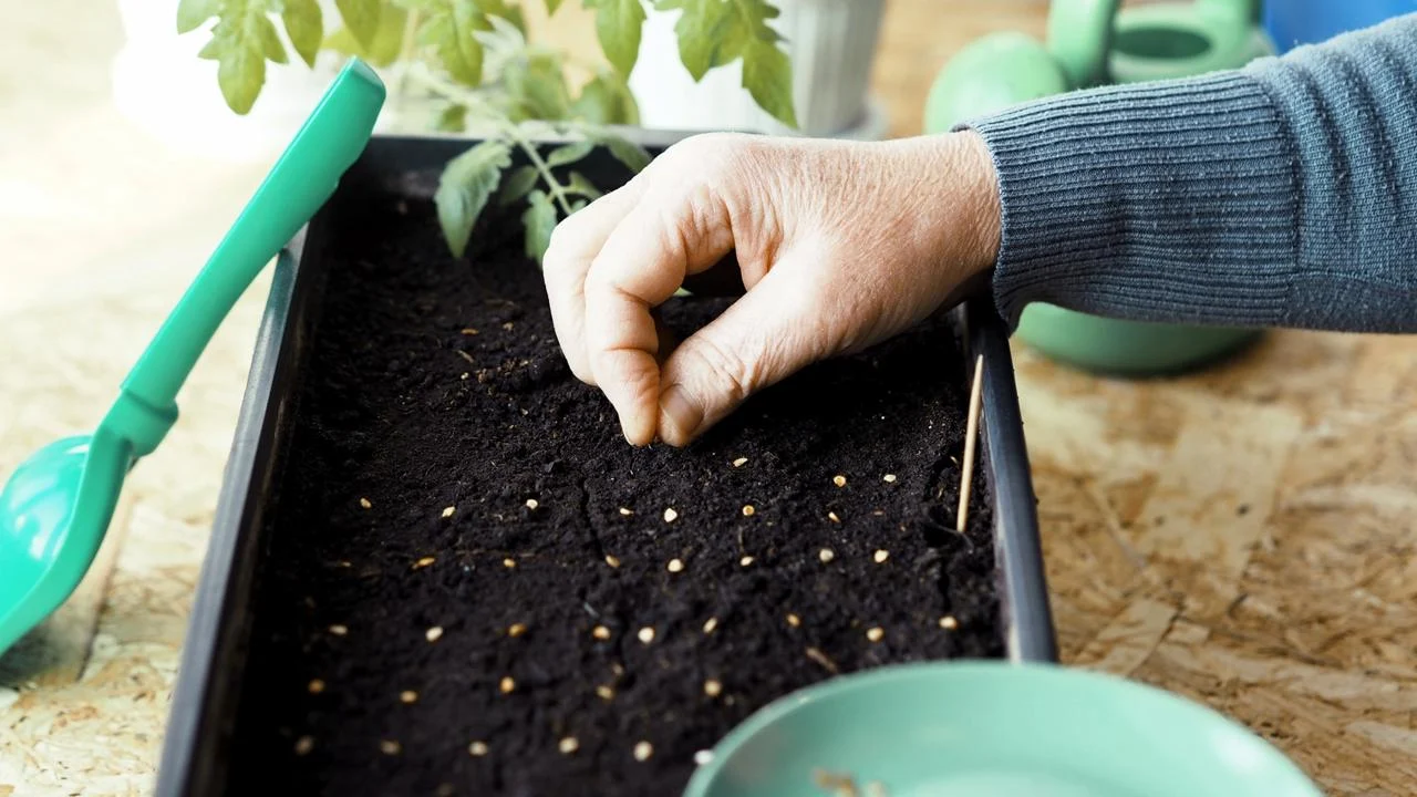 Mitkä siemenet sopivat parhaiten helmikuussa istutettaviksi, jotta ne itävät nopeasti eivätkä vaadi hoitoa?