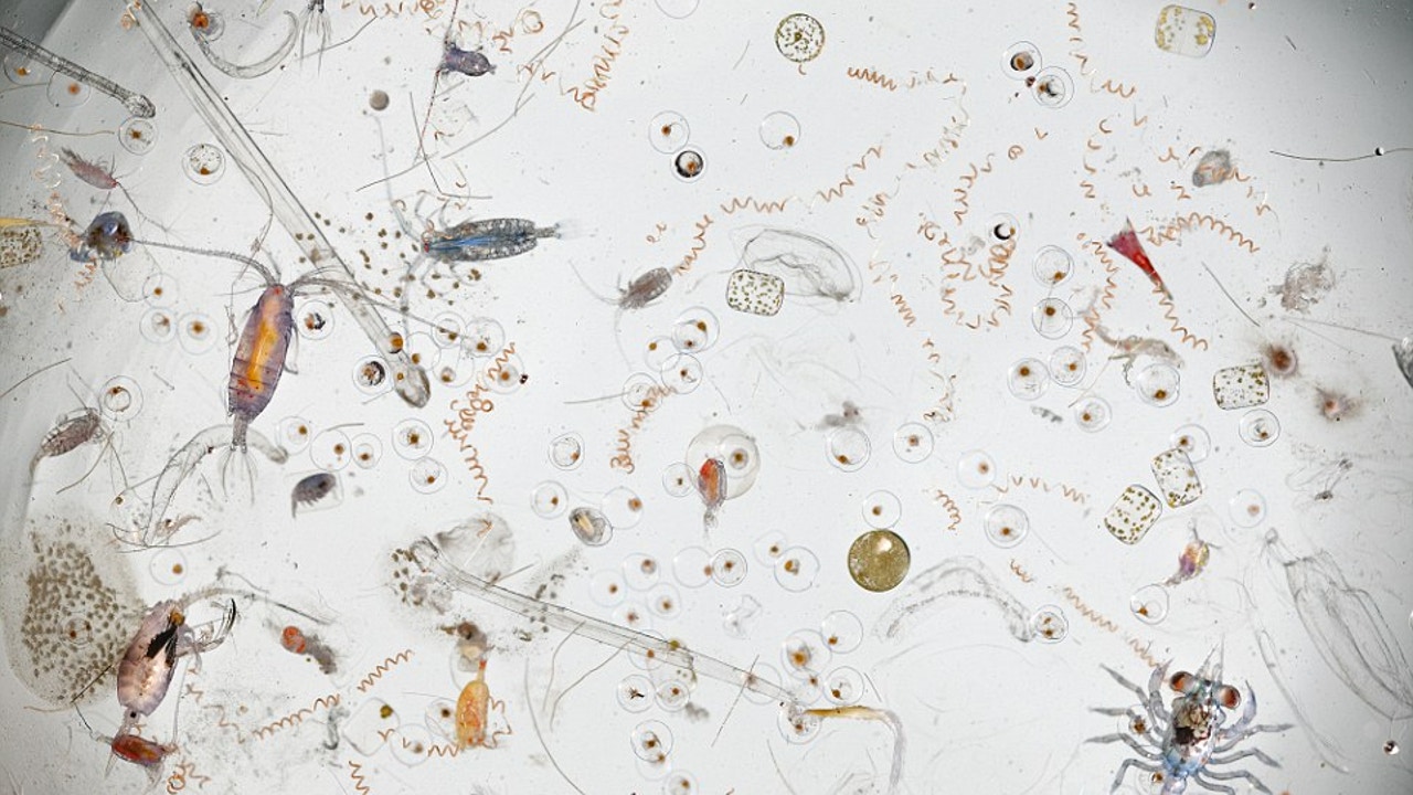 Edes ne eivät ole turvassa: CSIC osoittaa, että eläinplankton siirtää mikromuovia merieläimille.