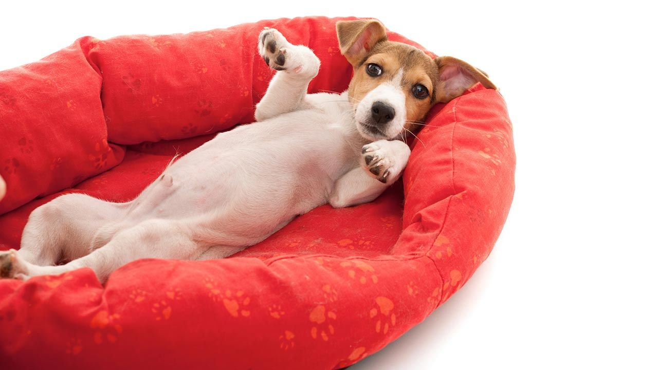 Laita jäätynyt pullo koiran makuualustalle: miksi se on suositeltavaa