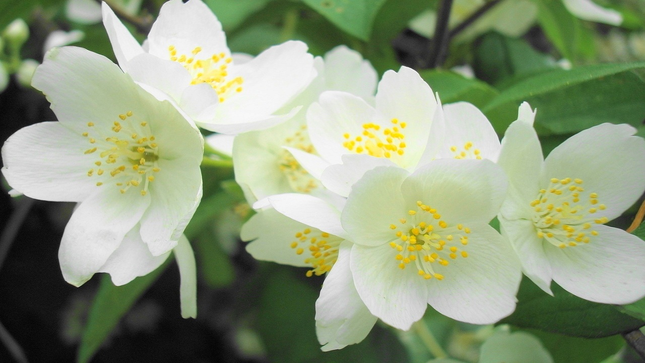 Mitä jasmiinityyppejä on olemassa ja mikä sopii parhaiten tilaan?