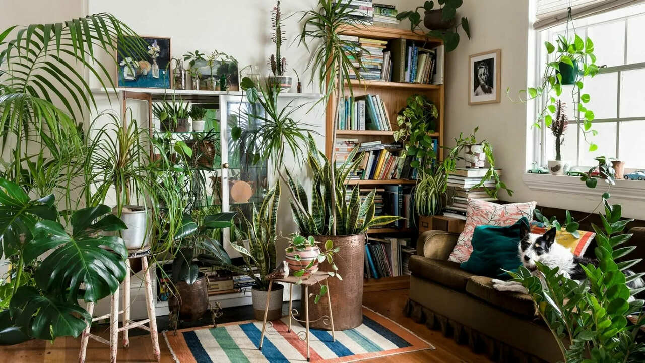 Ei kahvinporot, ei munankuoret: kotimainen lannoite, jota pidetään ”vihreänä kullana”, auttaa sinua elvyttämään kasveja ja stimuloimaan niiden kasvua.