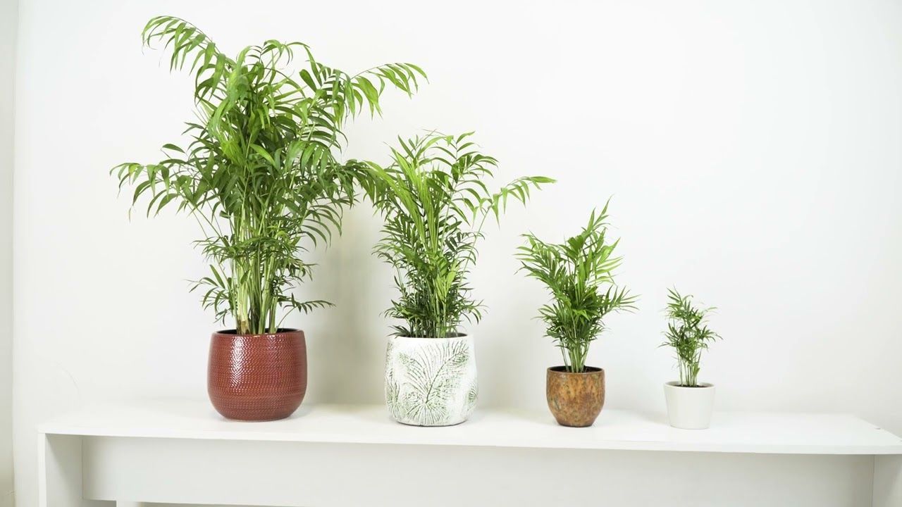 Ei kaktuksia, ei mehikasveja: viisi ihanteellista kasvia kodin viilentämiseen kesällä.