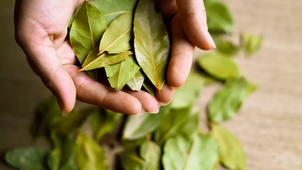 Mikä on laakerinlehtien sijoittamisen ikkunalaudalle tarkoitus ja miksi sitä suositellaan?