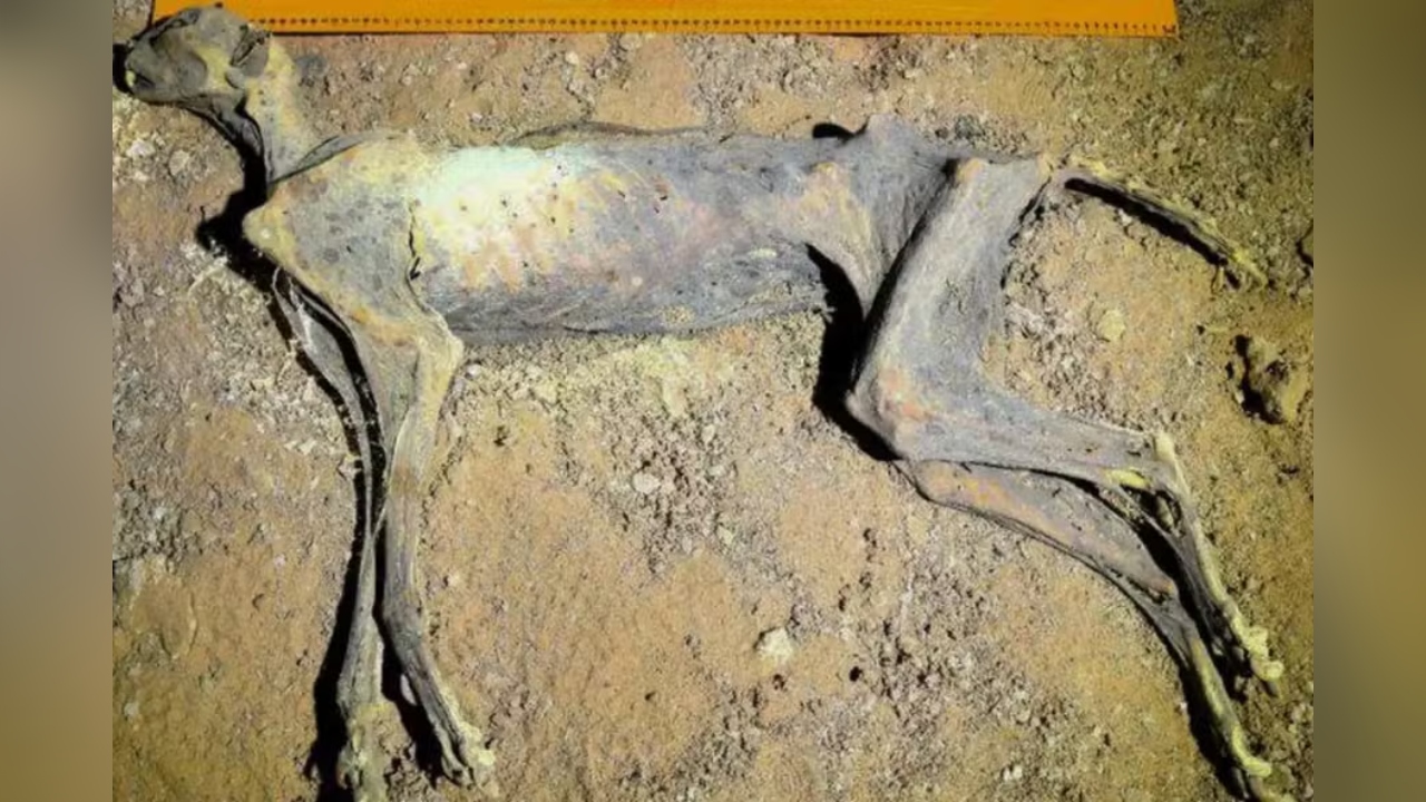 Luolista löydetyt gepardien muumiot voivat auttaa näiden suurten kissojen populaation elvyttämisessä.