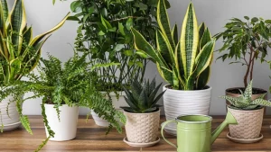 Harvat tietävät: miten saada kasvit kastelemaan itseään matkan aikana?