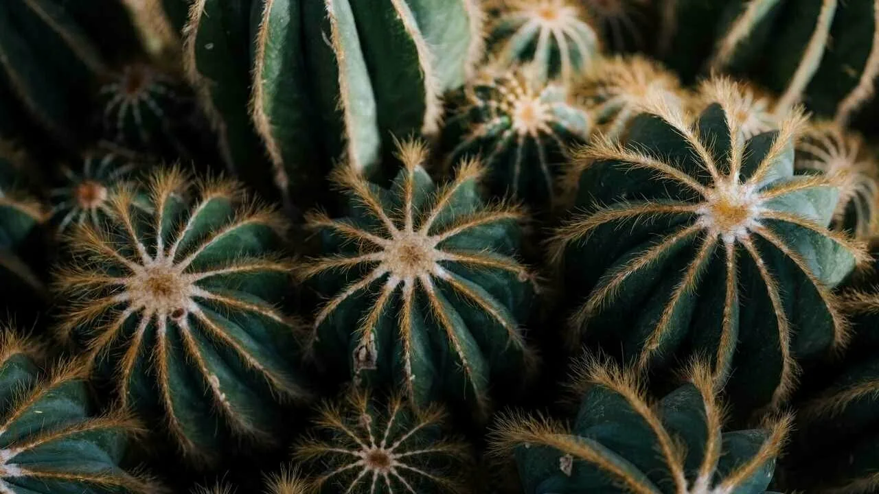 Mitä tarkoittaa kaktusten istuttaminen parvekkeelle ja miksi se ei ole vain koriste?