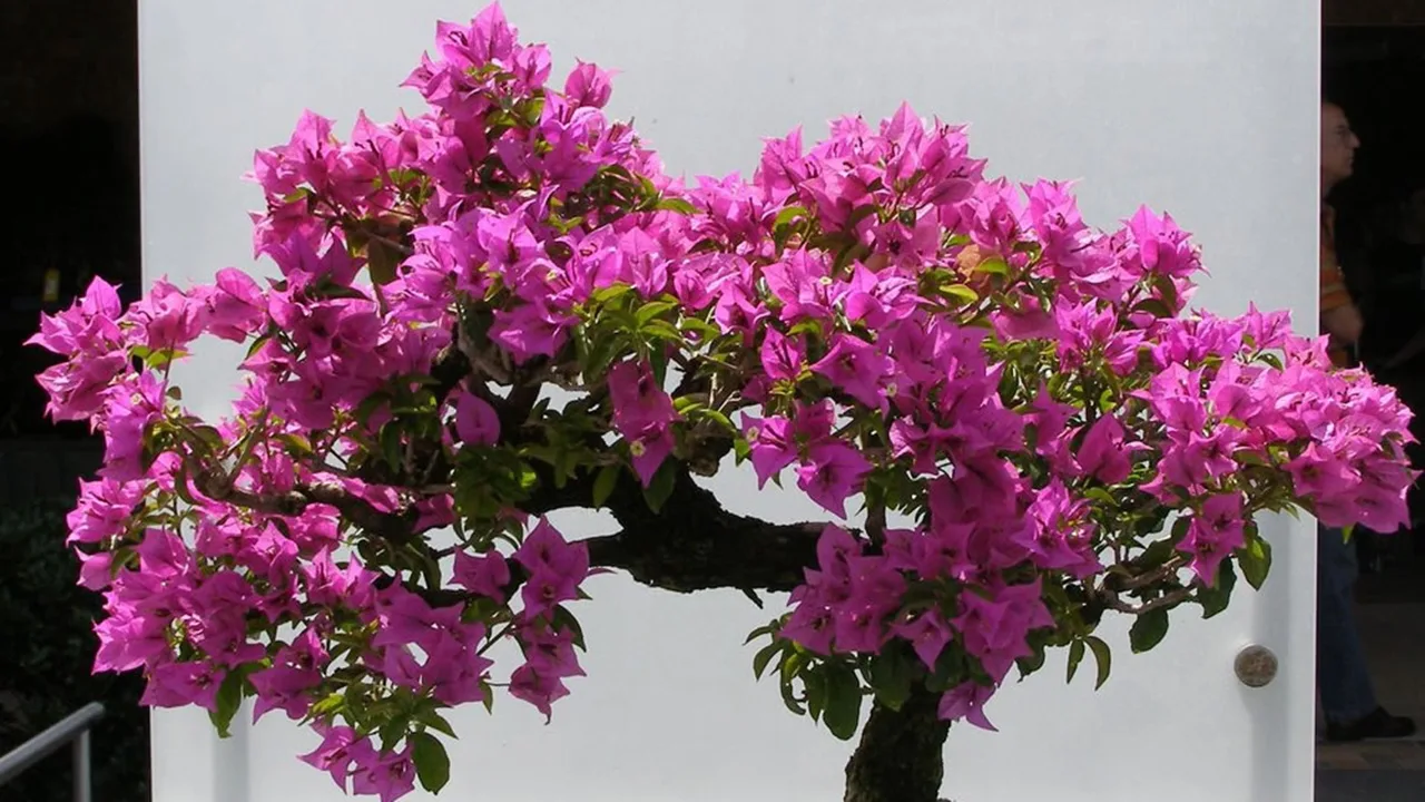 Kasvi, joka kukkii sitä kirkkaammin, mitä enemmän aurinkoa se saa.