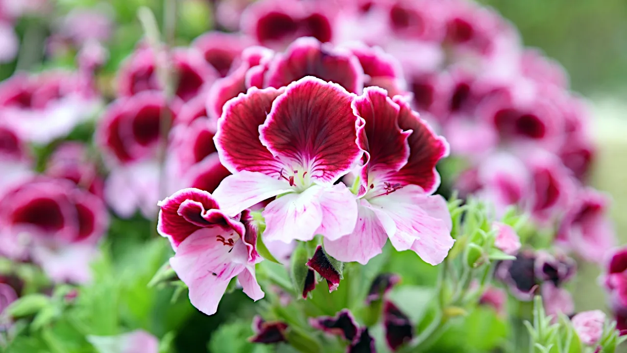 Kasvien asiantuntija: ”Suurin virhe, jonka teemme pelargonien kasvatuksessa, on maaperän liiallinen kastelu.”