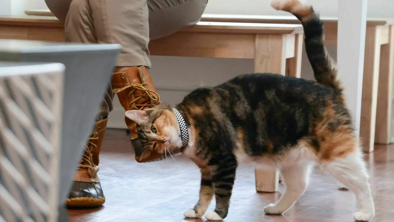 Miksi kissat hierovat itseään ihmisiin: mitä se tarkoittaa ja milloin se on varoitusmerkki.