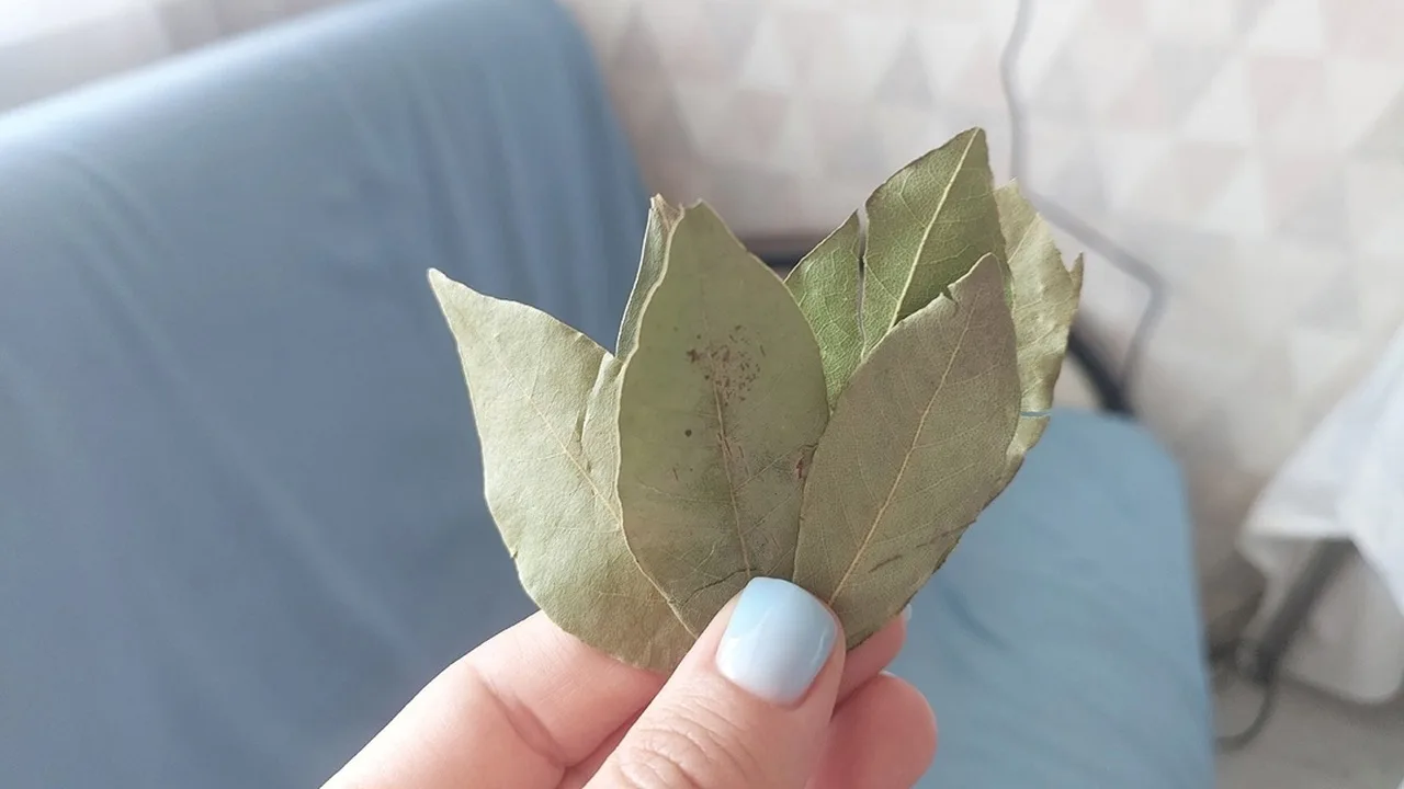 Mihin feng shui -oppien mukaan kuivat laakerinlehdet tulisi sijoittaa, jotta ne toisivat runsauden kotiin?