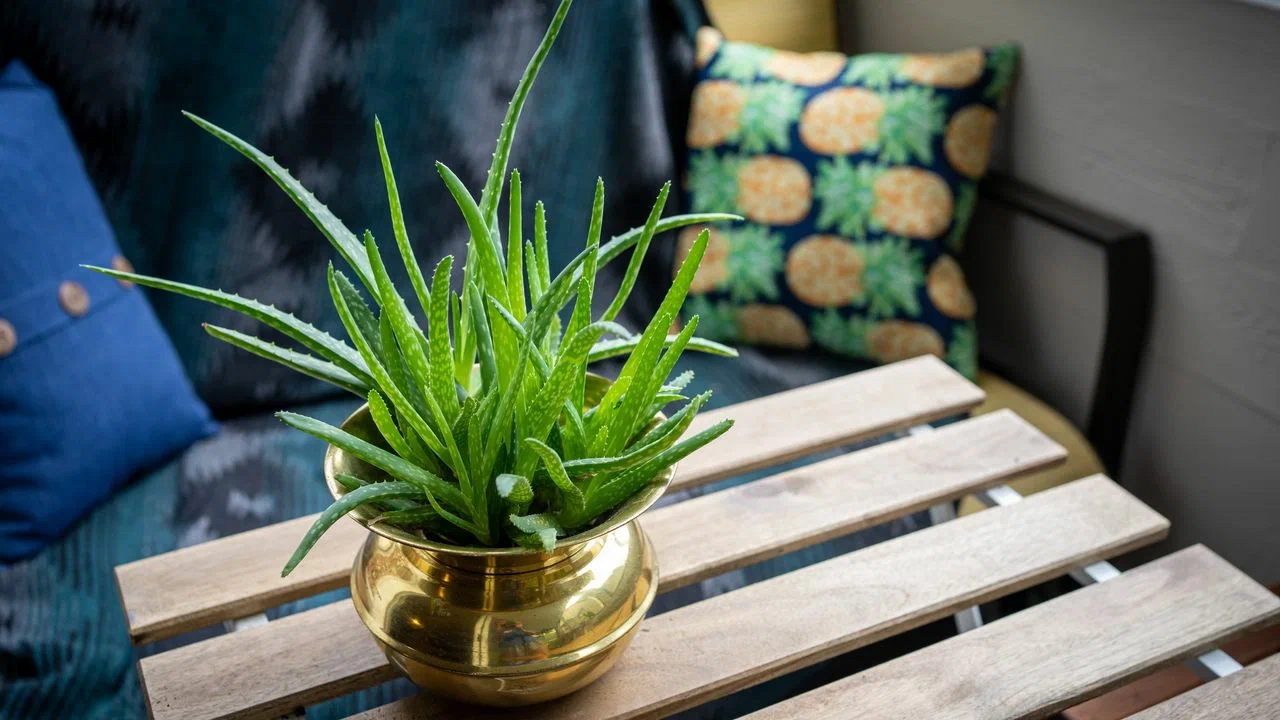 Ei kahvinporot, ei munankuoret: kotimainen lannoite, jota pidetään ”vihreänä kullana”, auttaa sinua elvyttämään kasveja ja stimuloimaan niiden kasvua.