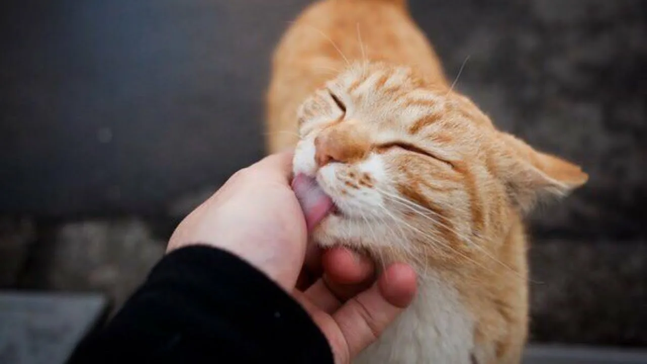 Miksi kissat hierovat itseään ihmisiin: mitä se tarkoittaa ja milloin se on varoitusmerkki.