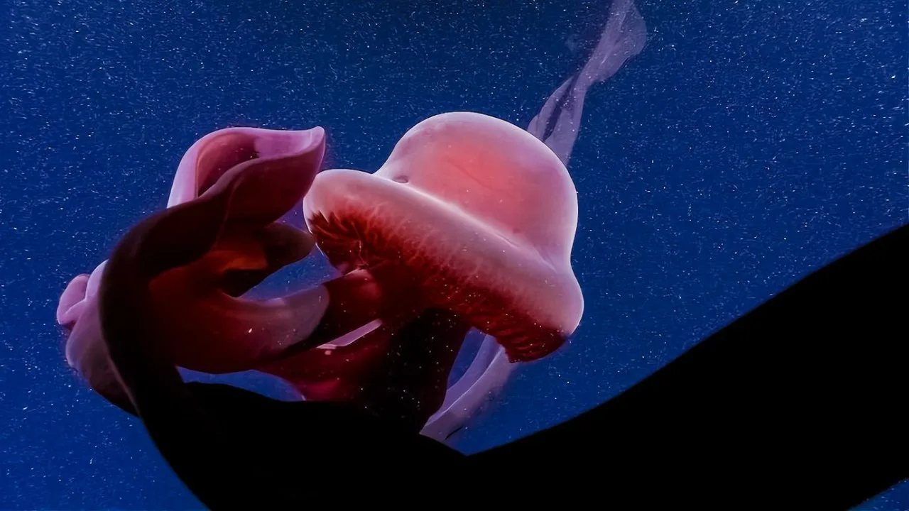 Oceanin pohjalla elää jättimäinen meduusa, jota lähes kukaan ei ole nähnyt: sen ruumiin pituus on yli metri ja lonkeroiden pituus kymmenen metriä.