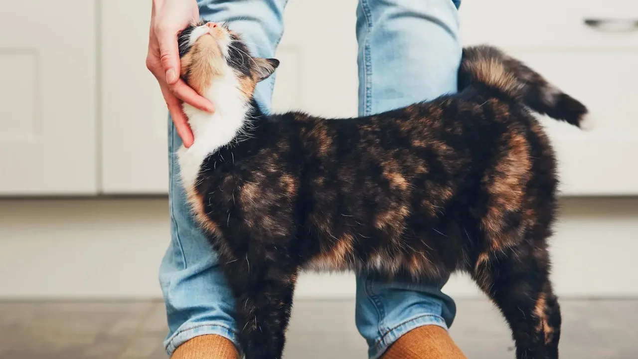 Miksi kissat hierovat itseään ihmisiin: mitä se tarkoittaa ja milloin se on varoitusmerkki.