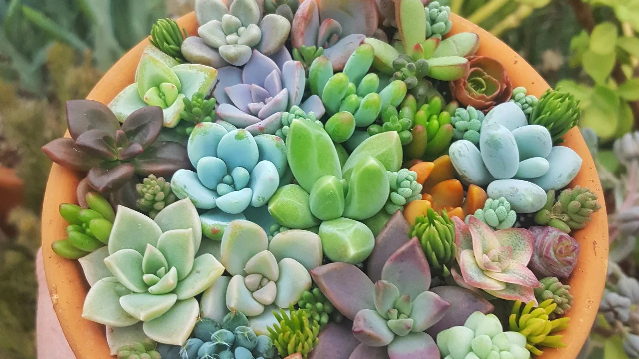 Mihin paikkaan kotona tulisi sijoittaa mehikasvi, jotta se parantaisi energiaa ja houkuttelisi runsautta?