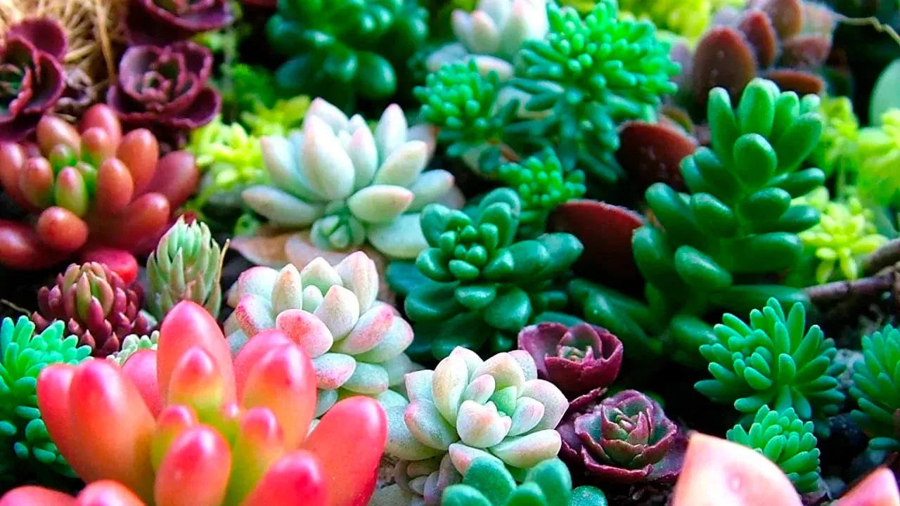 Mihin paikkaan kotona tulisi sijoittaa mehikasvi, jotta se parantaisi energiaa ja houkuttelisi runsautta?