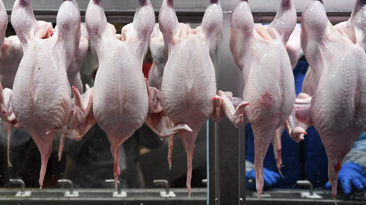 Seitsemässä osavaltiossa on vedetty pois yli kuusi tonnia kouluruokaloille tarkoitettua kananlihaa terveysriskien vuoksi.