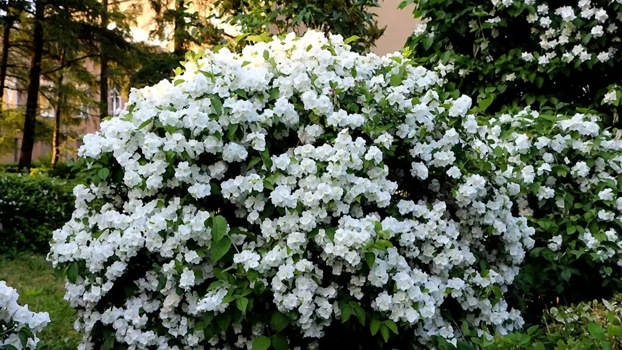 Mikä on seitsemän lapsen puu ja miten se istutetaan: se täyttää puutarhasi jasmiinin kaltaisella tuoksulla ja kukinnalla.