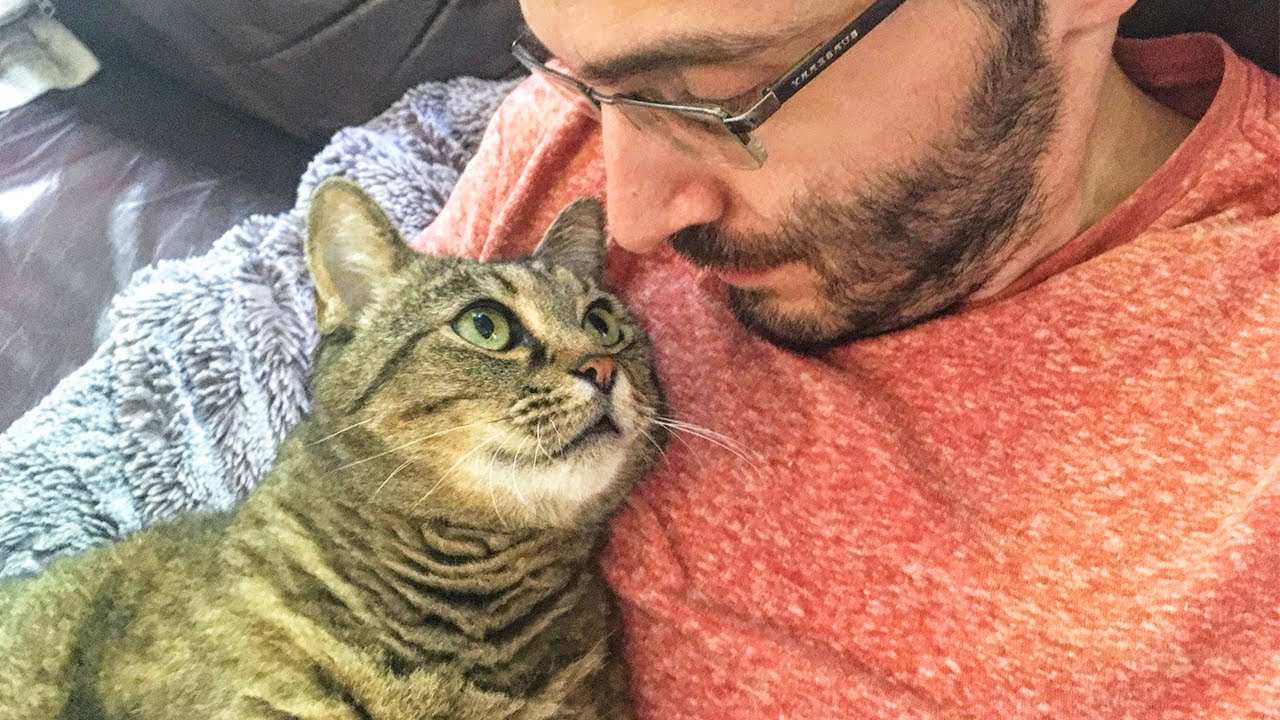 Miksi kissat hierovat itseään ihmisiin?