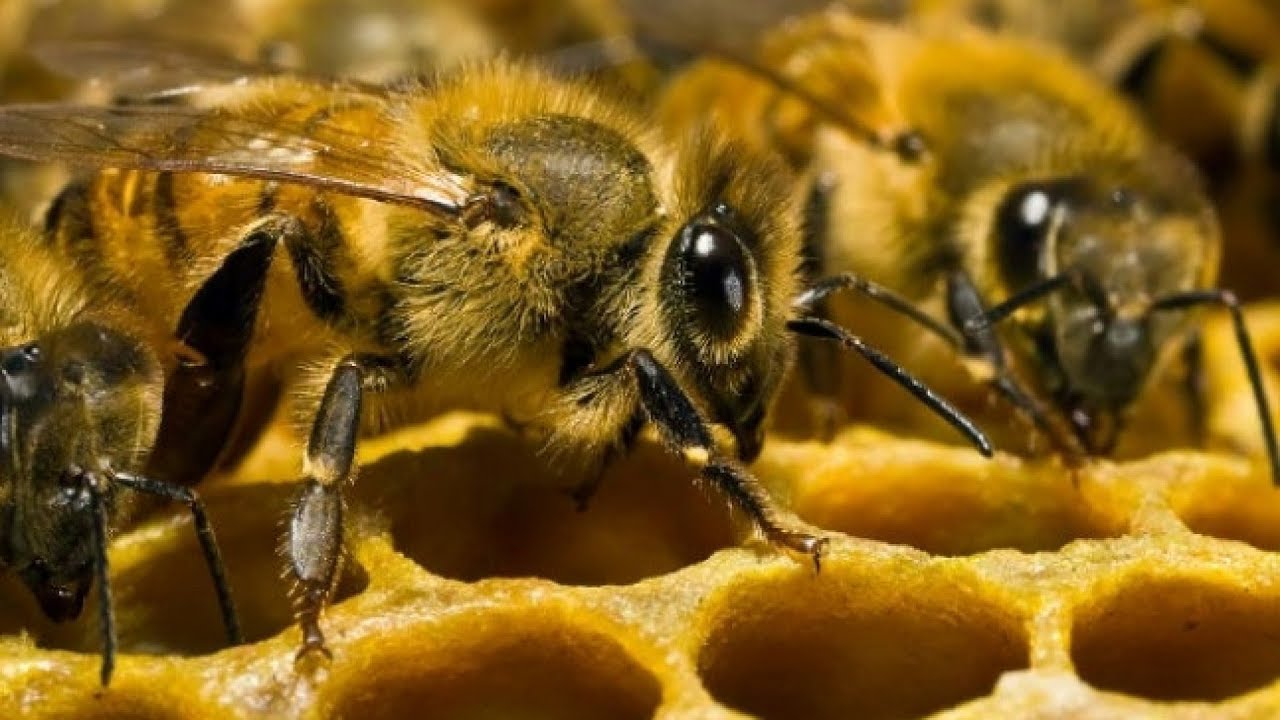 Se kuulostaa oudolta, mutta tiede on vahvistanut sen: mehiläisten suoliston sisältö osoittaa kaupungin ekologisen hyvinvoinnin.