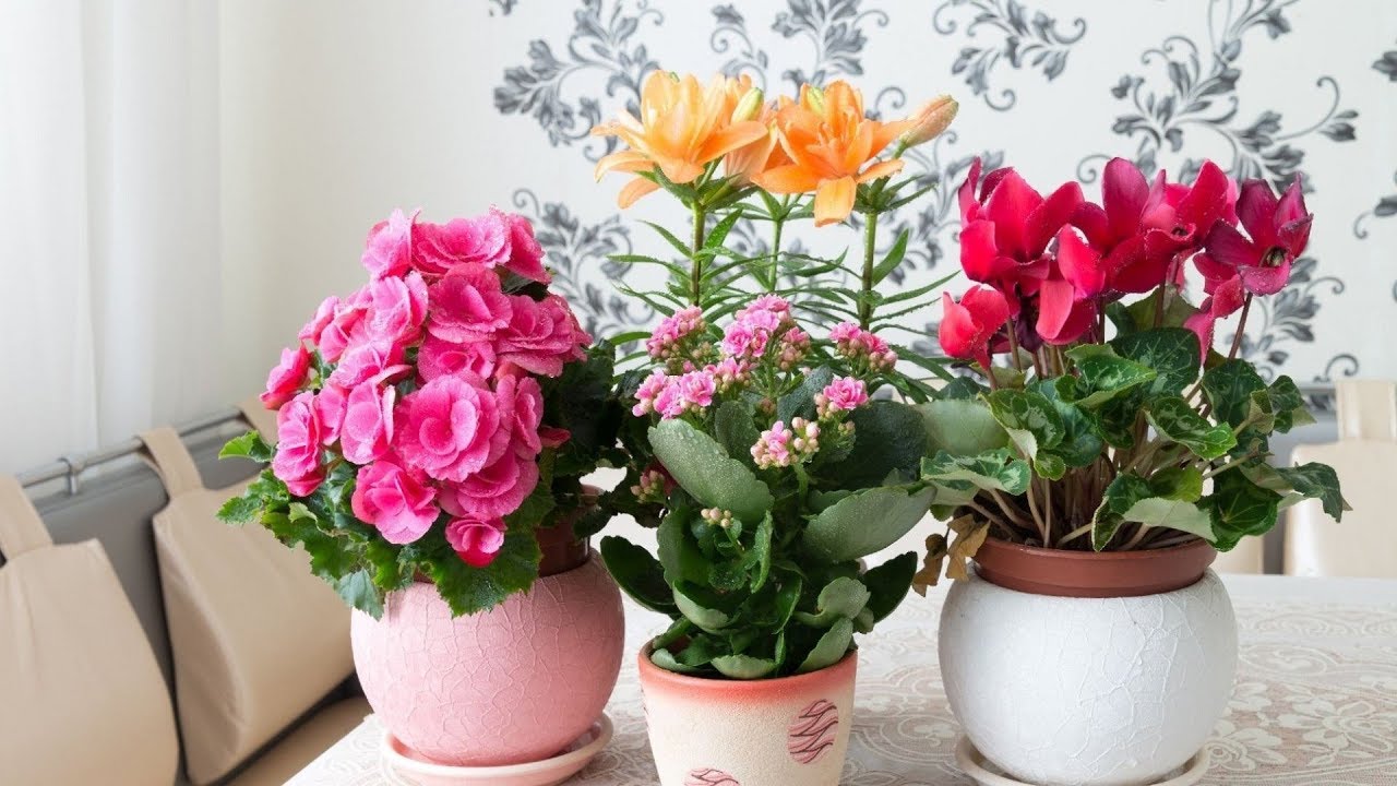 Harvat tietävät: miten saada kasvit kastelemaan itseään matkan aikana?