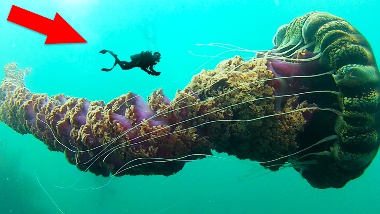 Oceanin pohjalla elää jättimäinen meduusa, jota lähes kukaan ei ole nähnyt: sen ruumiin pituus on yli metri ja lonkeroiden pituus kymmenen metriä.