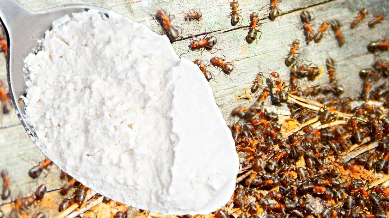 Sokerin ja ruokasoodan sekoittaminen: mihin sitä tarvitaan ja miksi sitä suositellaan kotitalouden tuholaisten torjuntaan.