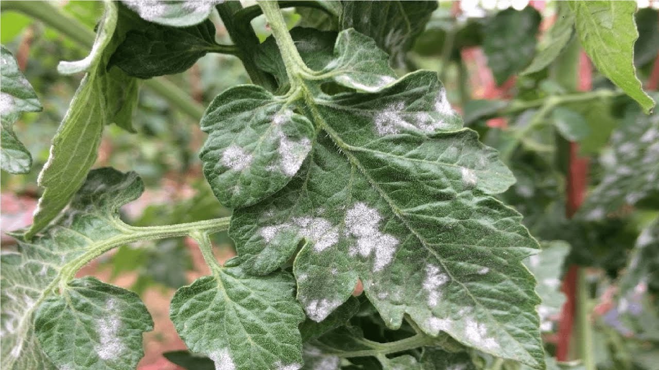 Mitä valkoiset täplät kasvien lehdillä tarkoittavat ja miten ongelma voidaan ratkaista?