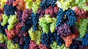 Jos huomaat viinirypäleissä valkoista jauhetta, kerromme sinulle, mitä se tarkoittaa ja miksi se on hyvä asia.