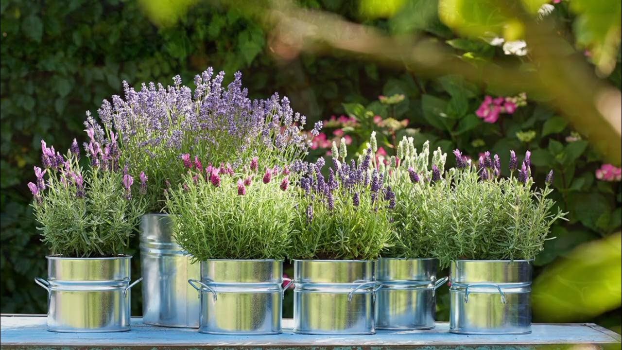 Kukka, joka koristaa puutarhasi kesällä loistavilla väreillään ja tuoksullaan.