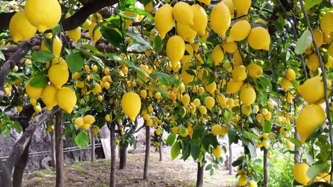 Sitruunapuu: miksi maaperää suositellaan ripottelemaan raastetulla kookoksella ja mitkä ovat sen edut.