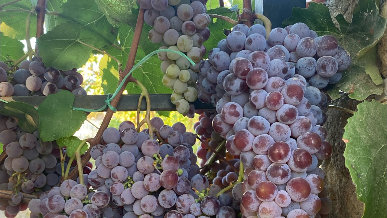 Jos huomaat viinirypäleissä valkoista jauhetta, kerromme sinulle, mitä se tarkoittaa ja miksi se on hyvä asia.