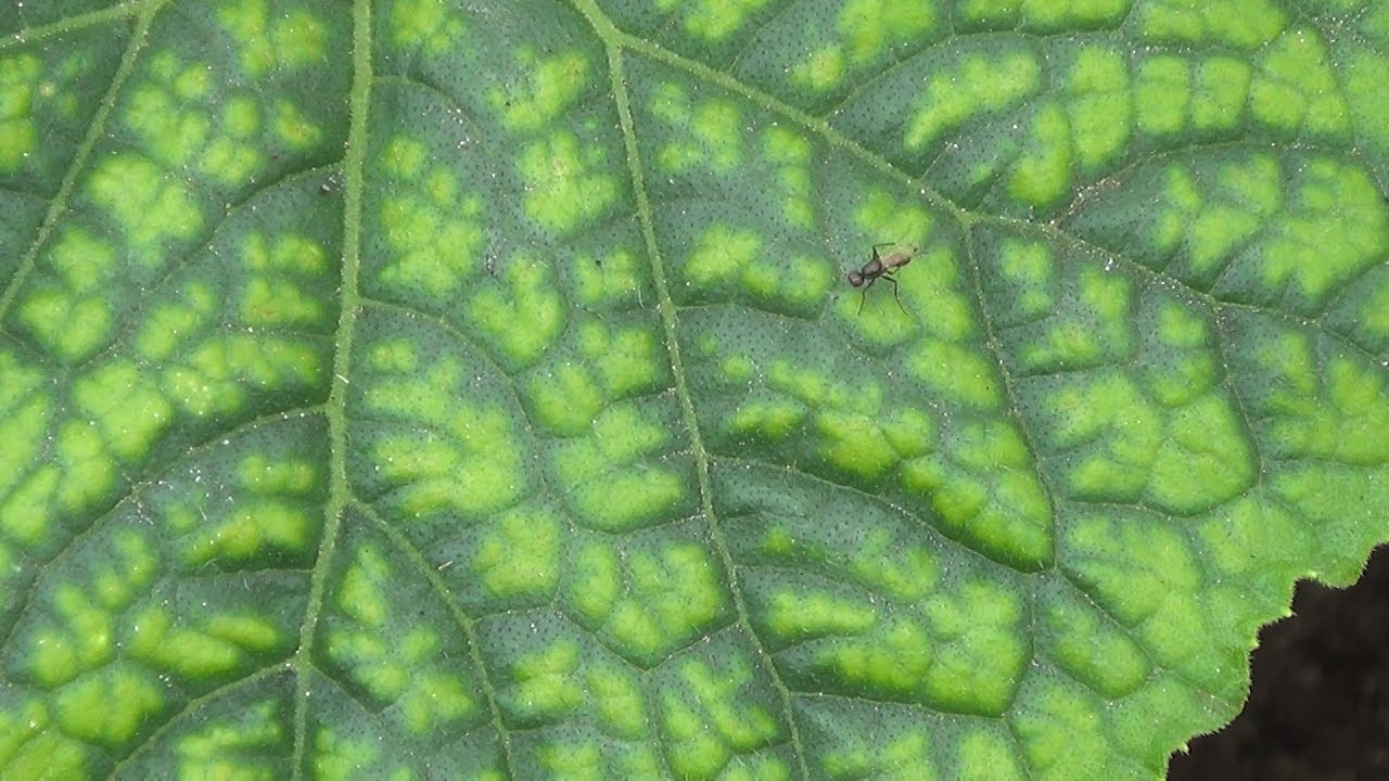 Mitä valkoiset täplät kasvien lehdillä tarkoittavat ja miten ongelma voidaan ratkaista?