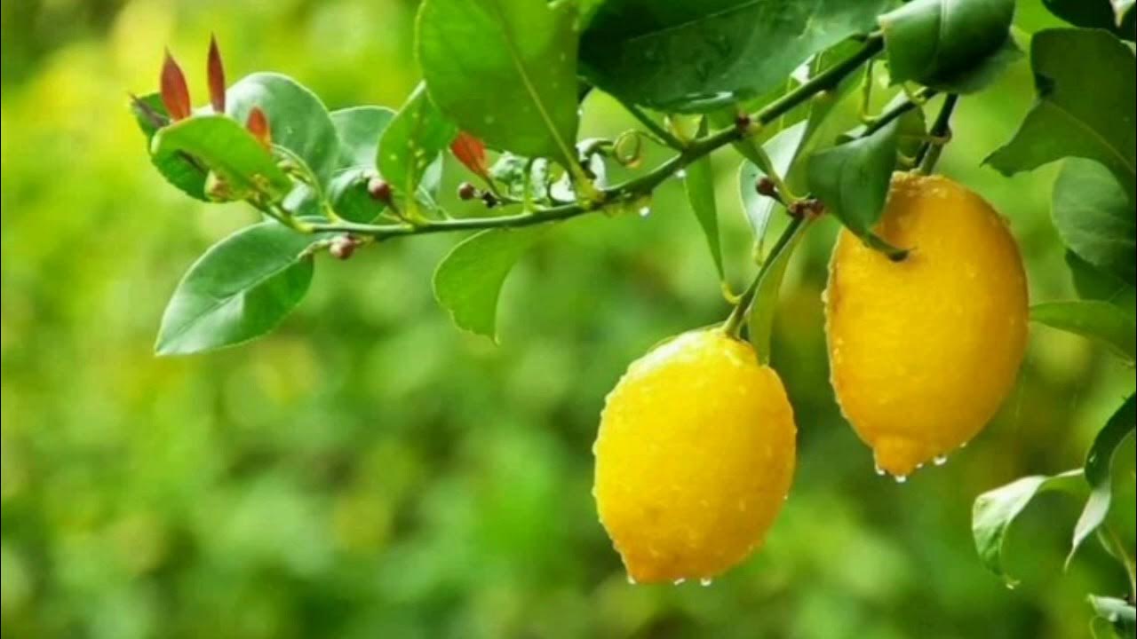 Sitruunapuu: miksi maaperää suositellaan ripottelemaan raastetulla kookoksella ja mitkä ovat sen edut.