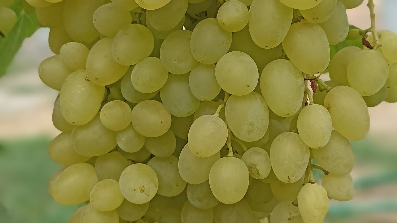 Jos huomaat viinirypäleissä valkoista jauhetta, kerromme sinulle, mitä se tarkoittaa ja miksi se on hyvä asia.