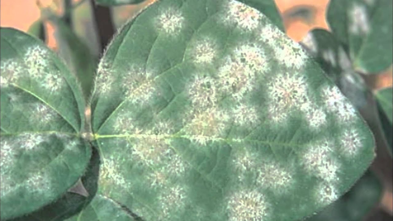 Mitä valkoiset täplät kasvien lehdillä tarkoittavat ja miten ongelma voidaan ratkaista?