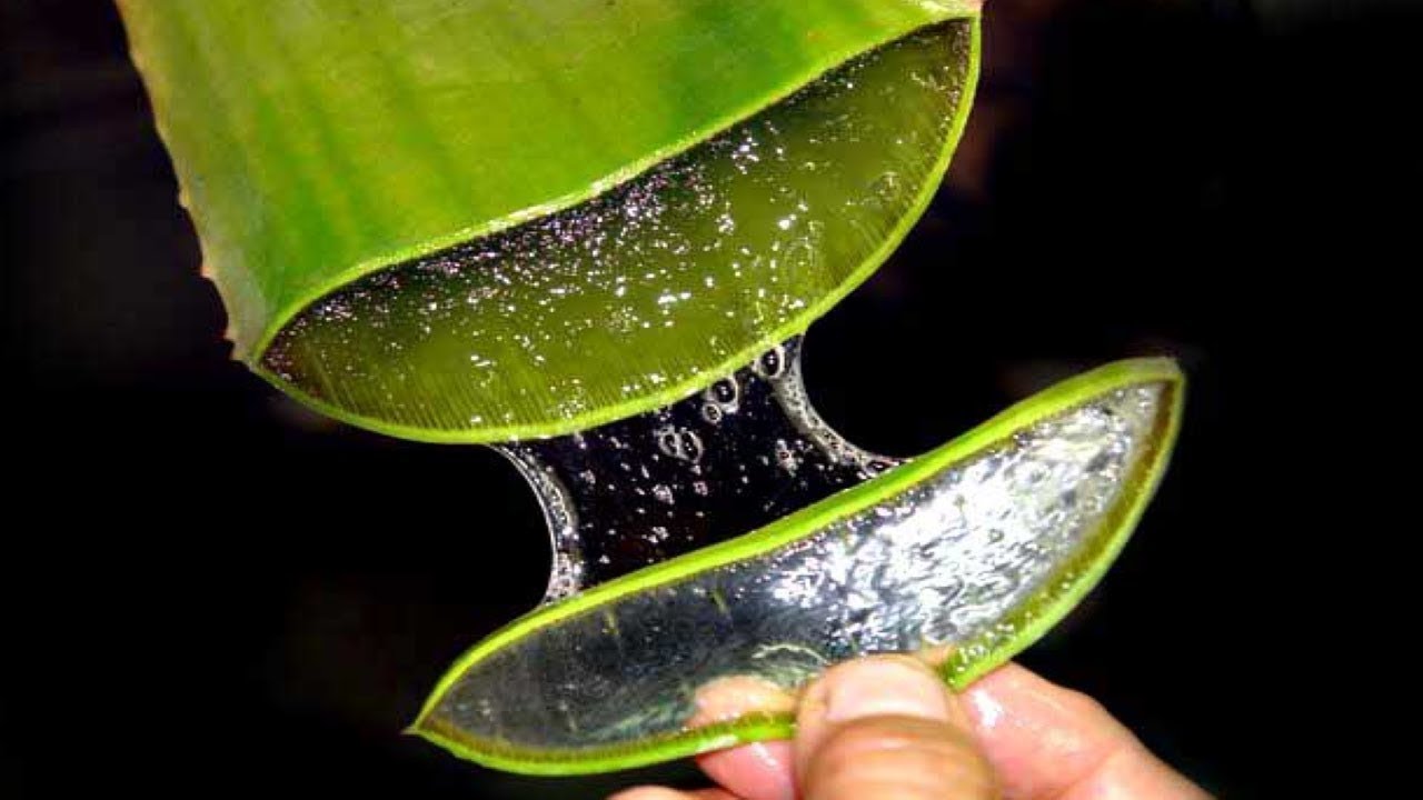 Kuinka valmistaa aloe vera -kasvovoide kollageenin tuotannon stimuloimiseksi ja ihon hoitamiseksi.