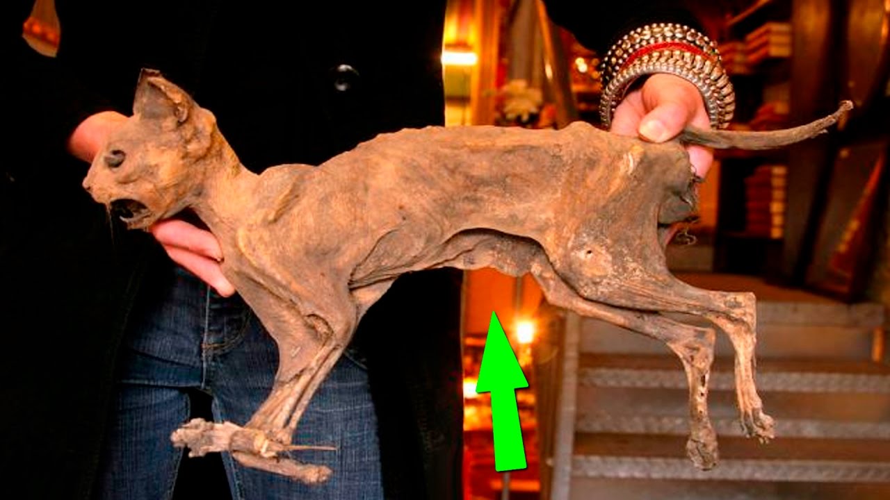 Luolista löydetyt gepardien muumiot voivat auttaa näiden suurten kissojen populaation elvyttämisessä.