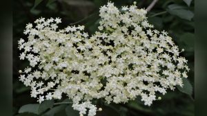 Mikä on seitsemän lapsen puu ja miten se istutetaan: se täyttää puutarhasi jasmiinin kaltaisella tuoksulla ja kukinnalla.