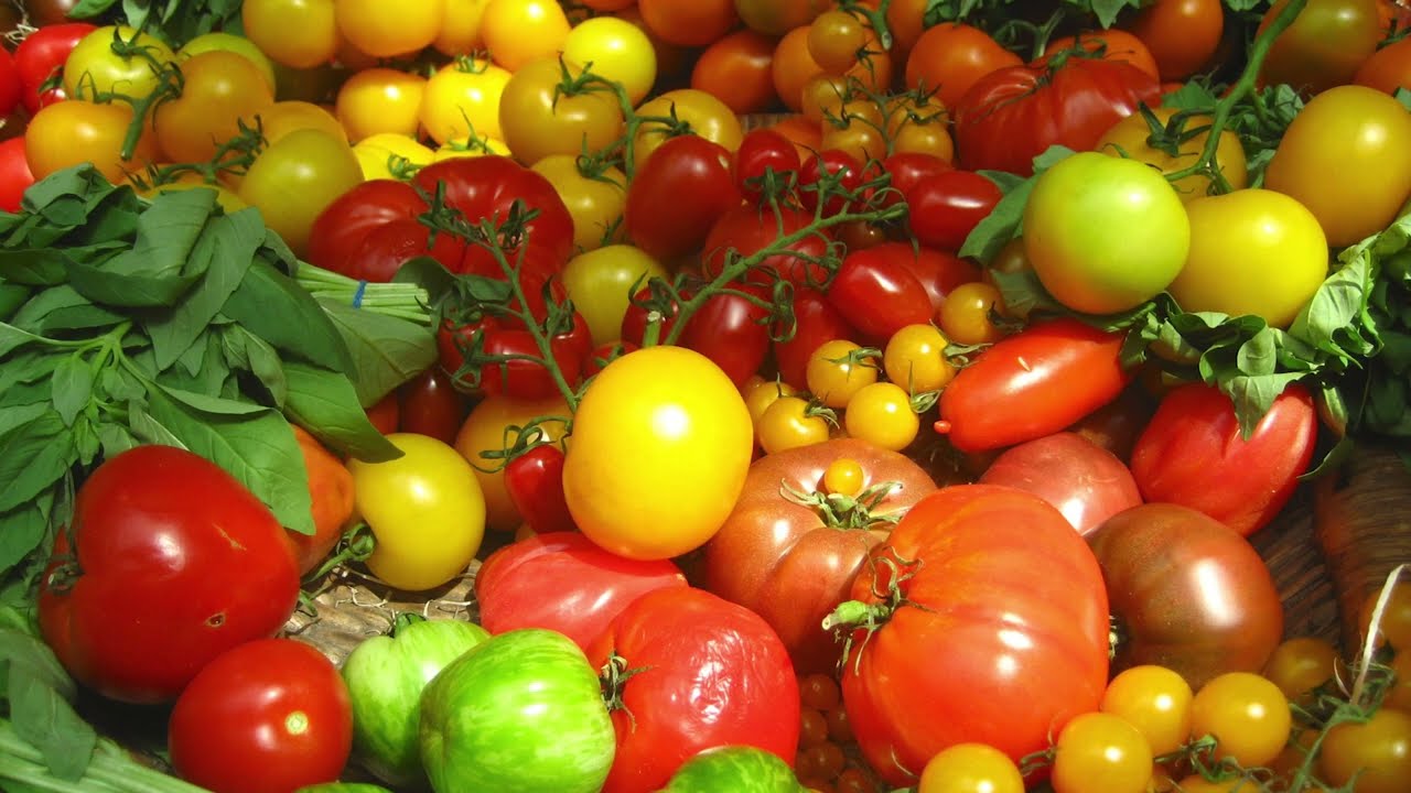 Tomaattien säilyttäminen jääkaapissa: miksi sitä ei suositella ja mitä on otettava huomioon.