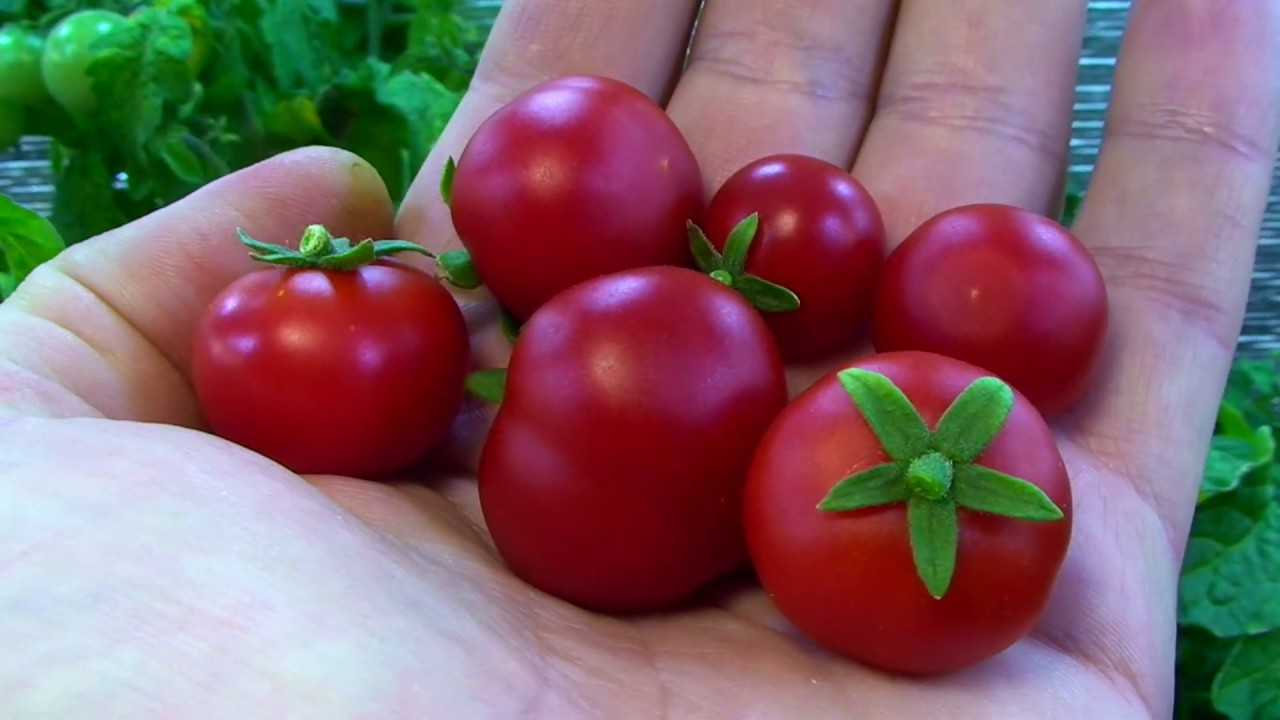 Tomaattien säilyttäminen jääkaapissa: miksi sitä ei suositella ja mitä on otettava huomioon.
