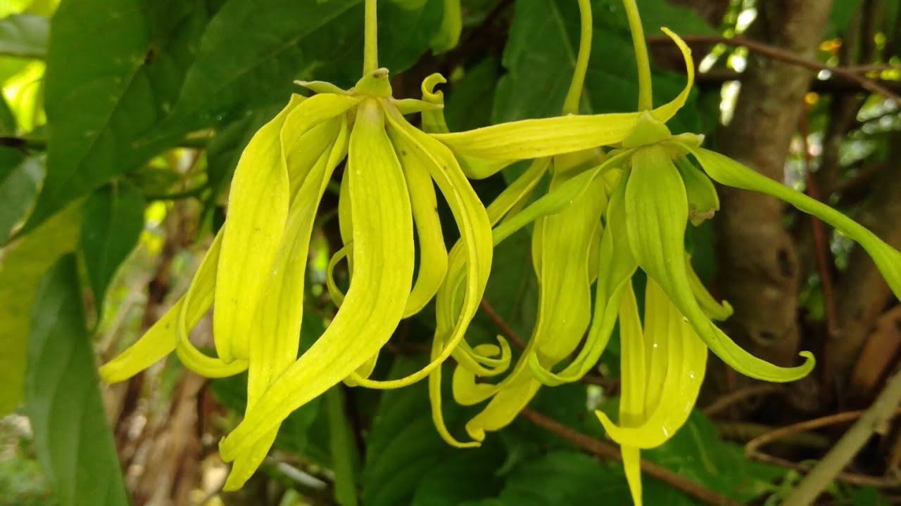 Puu, joka täyttää minkä tahansa tilan tuoksullaan ja hämmästyttää tähtimäisillä kukillaan.