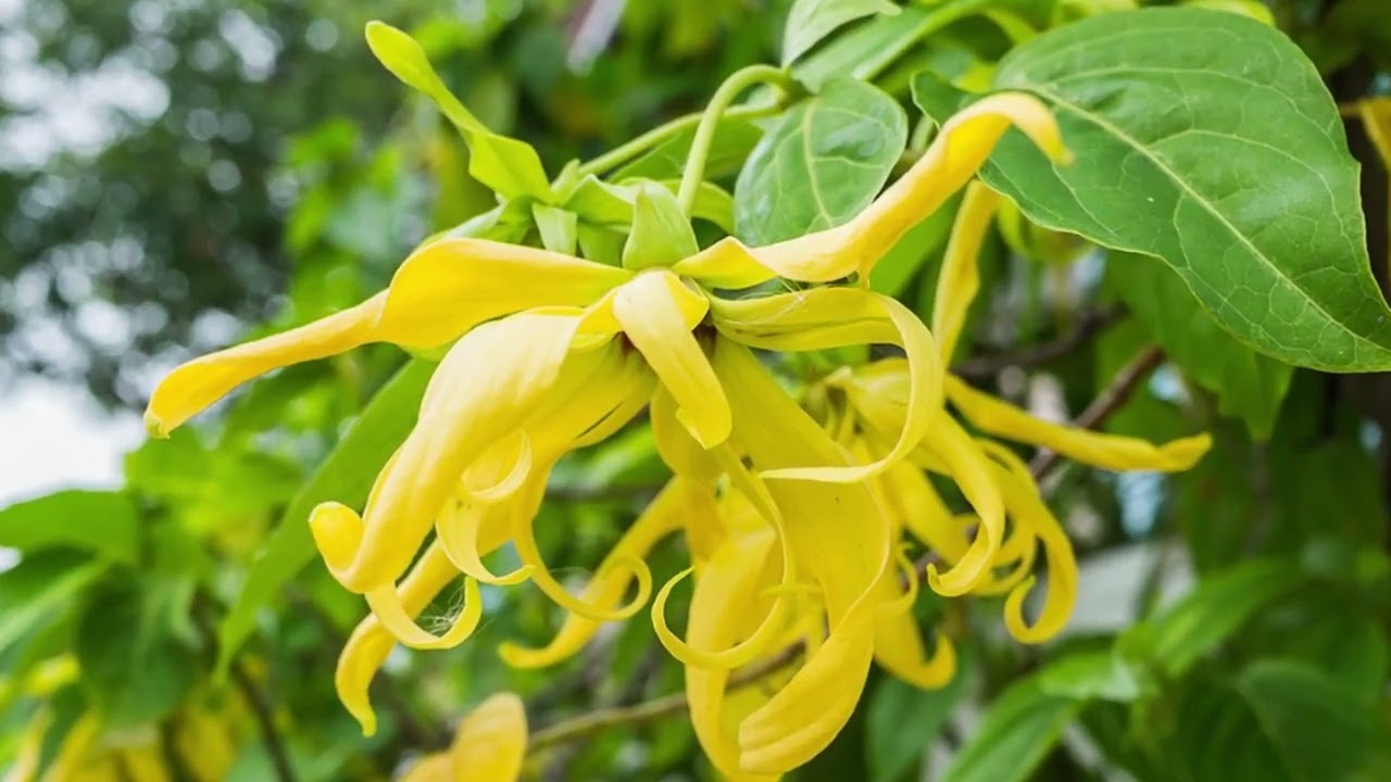 Puu, joka täyttää minkä tahansa tilan tuoksullaan ja hämmästyttää tähtimäisillä kukillaan.