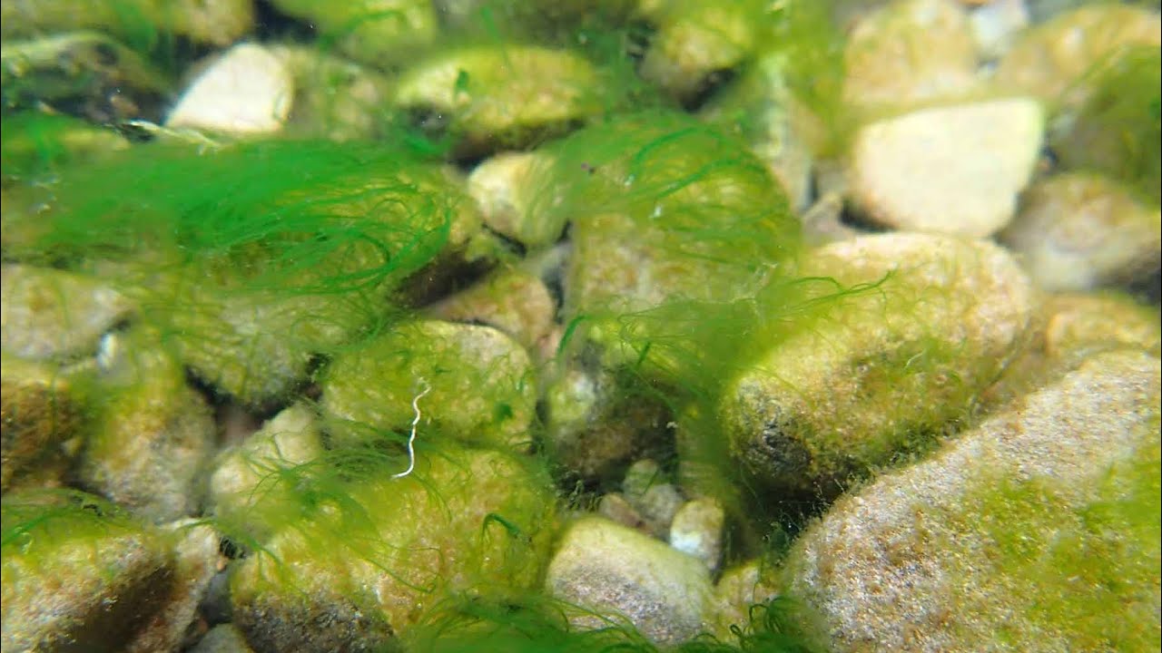 Tutkijat olettavat, että mineraalipölyllä voi olla merkitystä Grönlannin nopeassa ja peruuttamattomassa jääpeitteen menetyksessä.