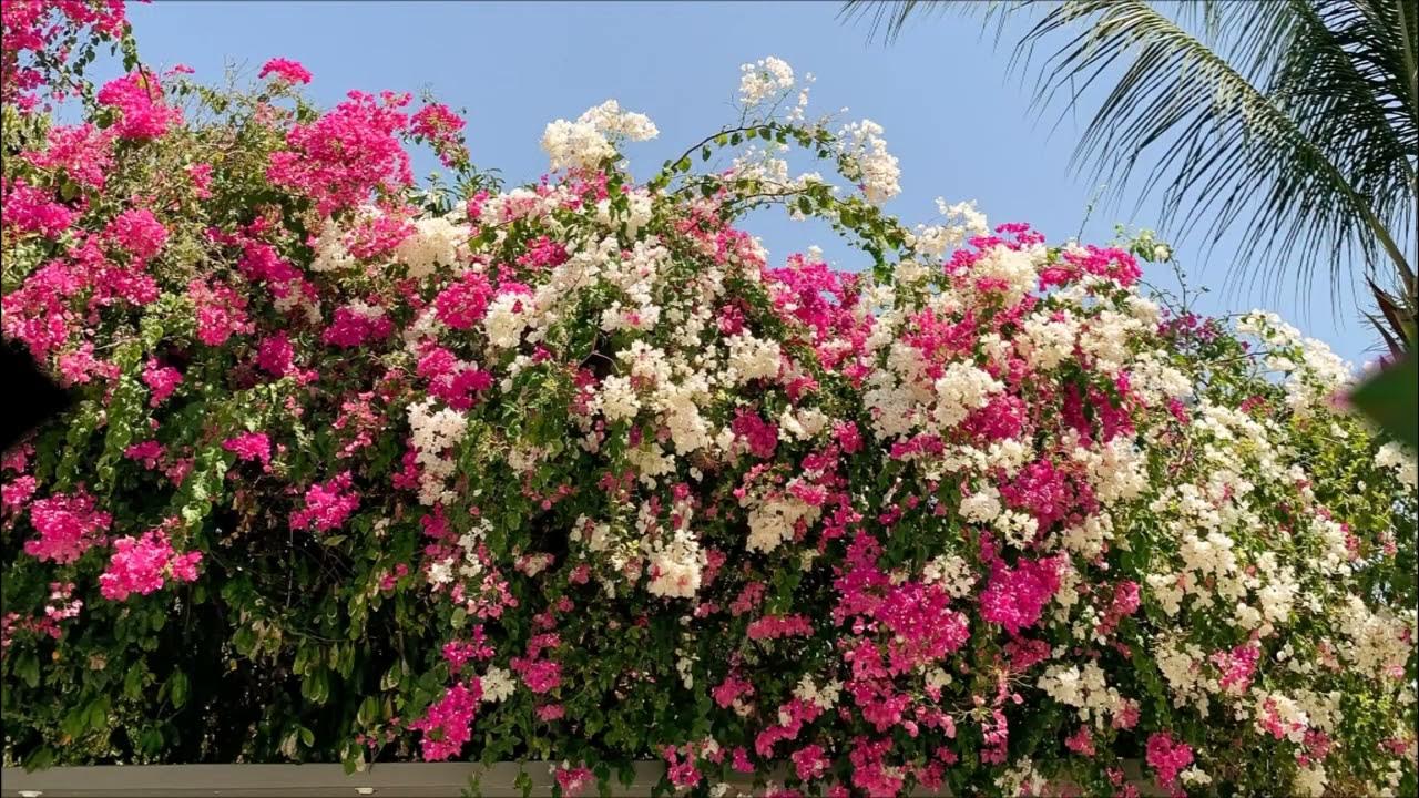 Kasvi, joka kukkii sitä kirkkaammin, mitä enemmän aurinkoa se saa.