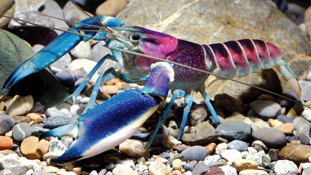 Ulkonäöltään se muistuttaa rapua, mutta käyttäytyy kuin kala: vielä se ei ole epidemia Euroopassa, mutta herättää jo huolta asiantuntijoissa.